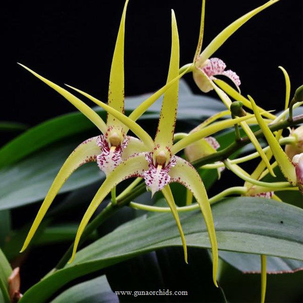 buy dendrobium hilda poxon orchid online