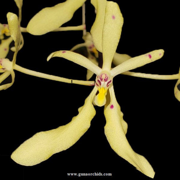 buy renanthera citrina orchid online