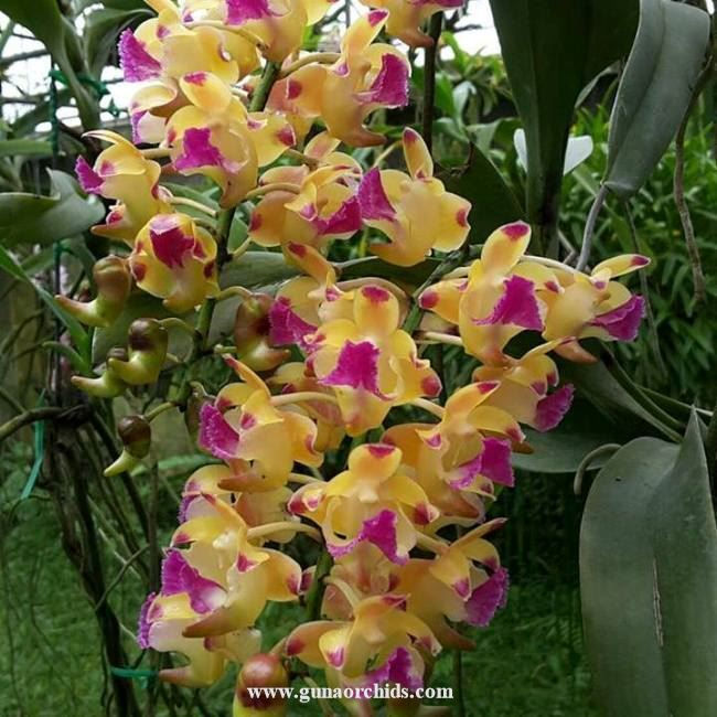 Thumbnail: Aerides Korat Koki BS