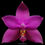 Thumbnail: buy phalaenopsis violacea var indigo ’red’ orchid online