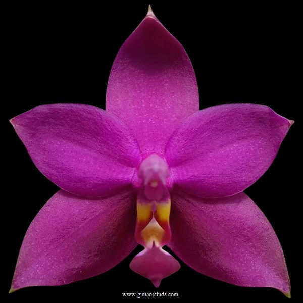 buy phalaenopsis violacea var indigo ’red’ orchid online