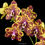 Thumbnail: buy phalaenopsis green world 'saneskin' orchid online