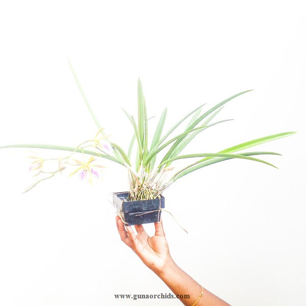 Thumbnail: buy vaughnara jairak kiss orchid plant online