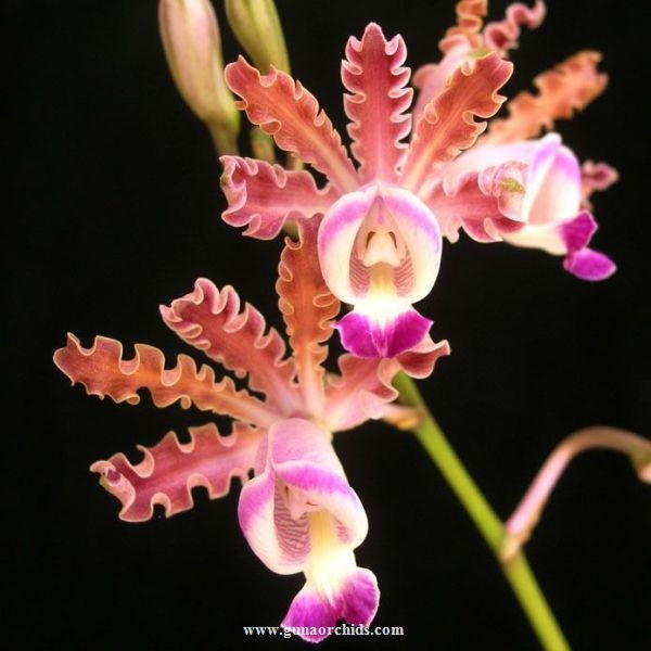 Buy Fragrant Orchids Online - Experience the Alluring Aromas | Guna ...
