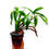 Thumbnail: buy pinalia densa orchid plant online