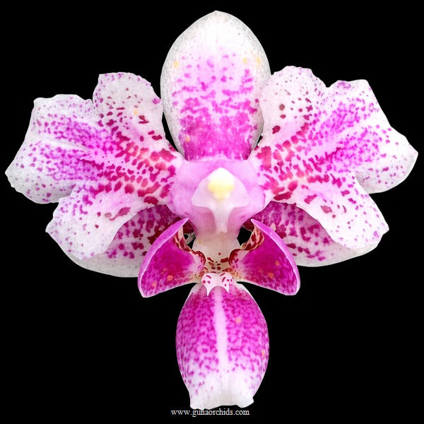 buy phalaenopsis pale face clown orchid online