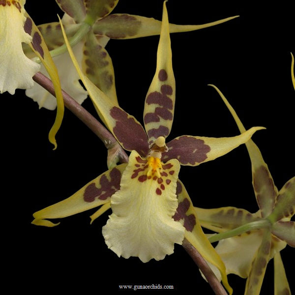 buy brassidium yellow star 'okika' orchids online