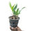 Thumbnail: buy procatavola wufong jade orchid plant online