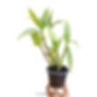 Thumbnail: buy dendrobium violet yamaji ‘nalo’ orchid plant online