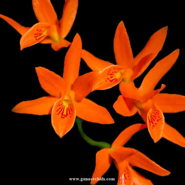 buy cattleya aurantiaca orchid online