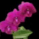 Thumbnail: buy dendrobium thailand cleopatra orchid online