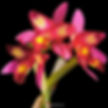 Thumbnail: buy cattleya chomyong beauty orchid online