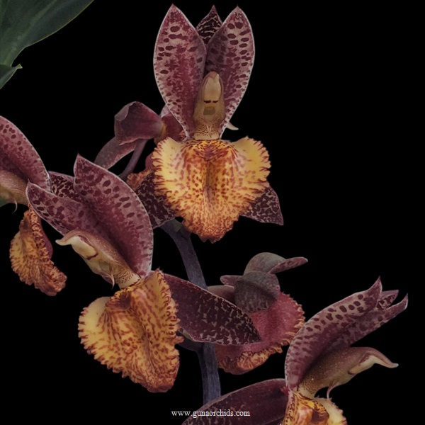 Thumbnail: buy catasetum ryan harrington orchid online