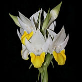 pecteilis sagarikii orchid care key