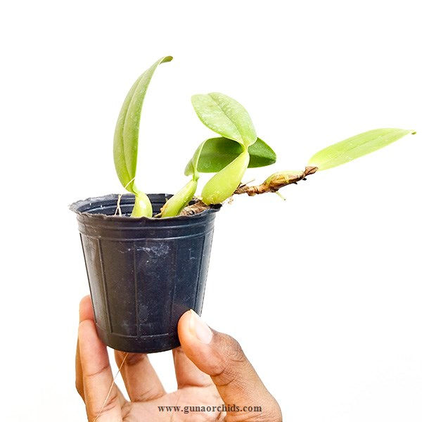 buy bulbophyllum barbigerum orchid plant online