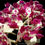Thumbnail: buy rhynchostylis gigantea cartoon pink orchid online