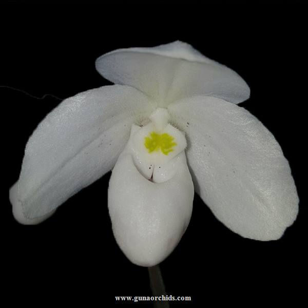 Thumbnail: buy paphiopedilum thaianum orchid online