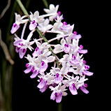 seidenfadenia mitrata orchid care key