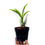 Thumbnail: buy catasetum jumbo tycoon x susan fuchs x incurvum orchid plant online