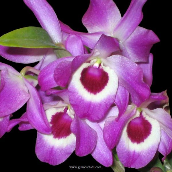 Thumbnail: buy dendrobium lituiflorum orchid online