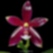 buy phalaenopsis cornu-cervi red orchid online