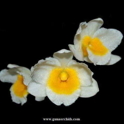 buy dendrobium palpebrae orchid online