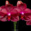 Thumbnail: buy phalaenopsis charming ruby 'dragon' orchid online