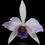 Thumbnail: buy cattleya cg roebling’blue indigo’ orchid online