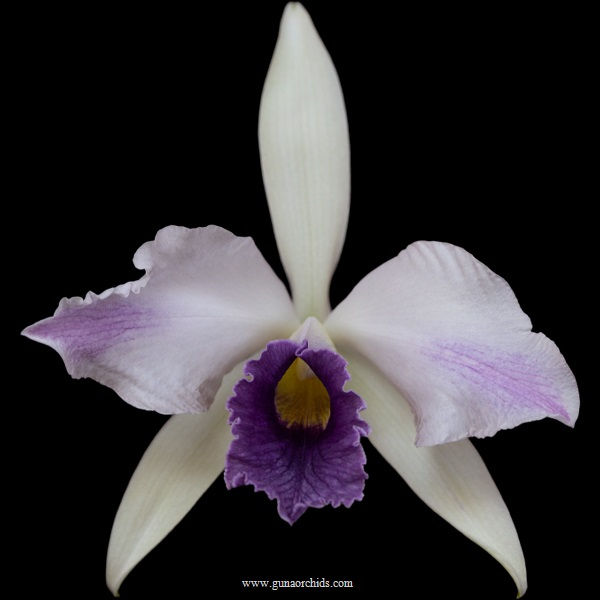 buy cattleya cg roebling’blue indigo’ orchid online