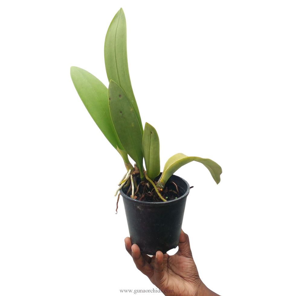 Thumbnail: buy trichocentrum bai pai orchid plant online