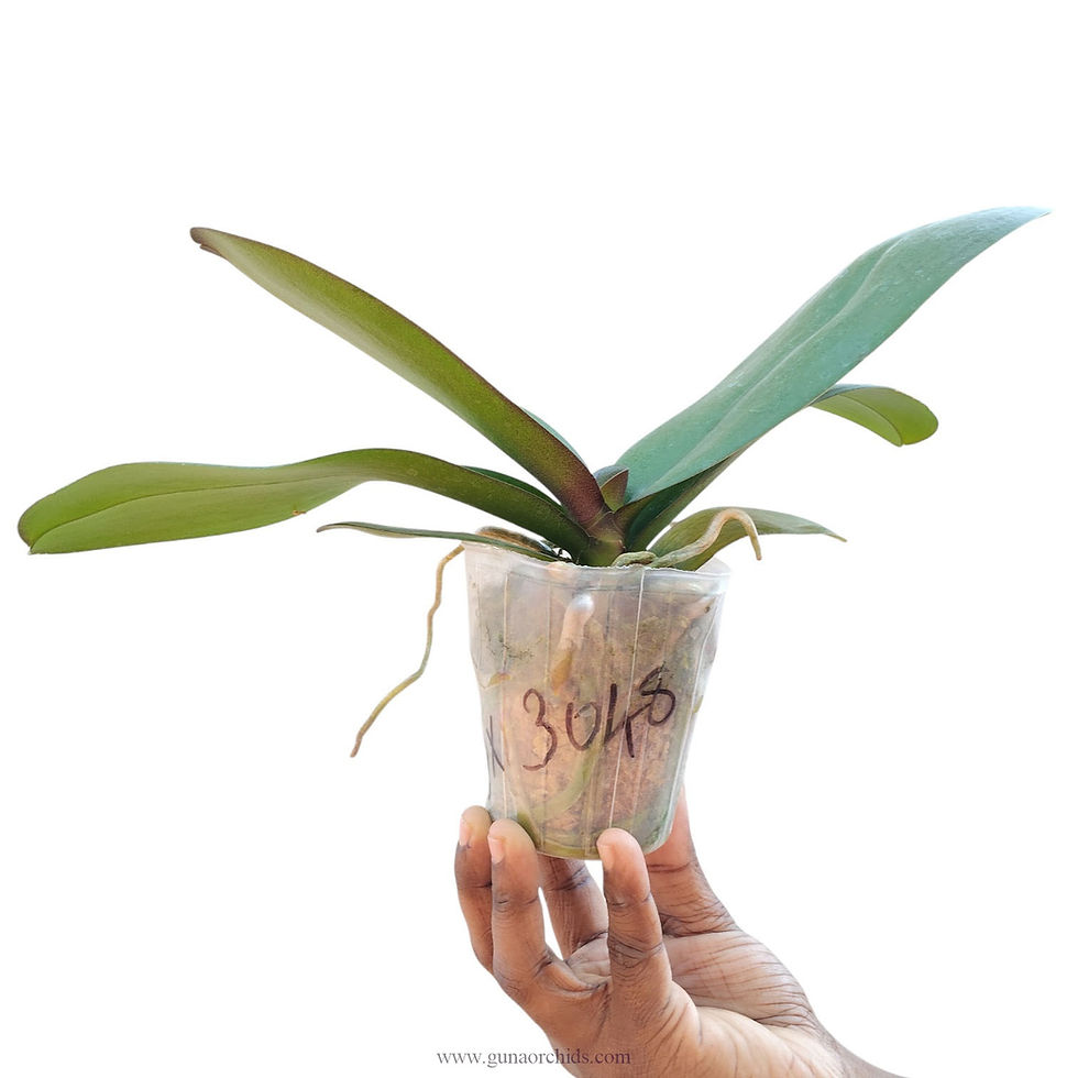 Thumbnail: buy phalaenopsis ox padparadscha orchid plant online