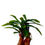 Thumbnail: buy coelogyne schilleriana orchid plant online