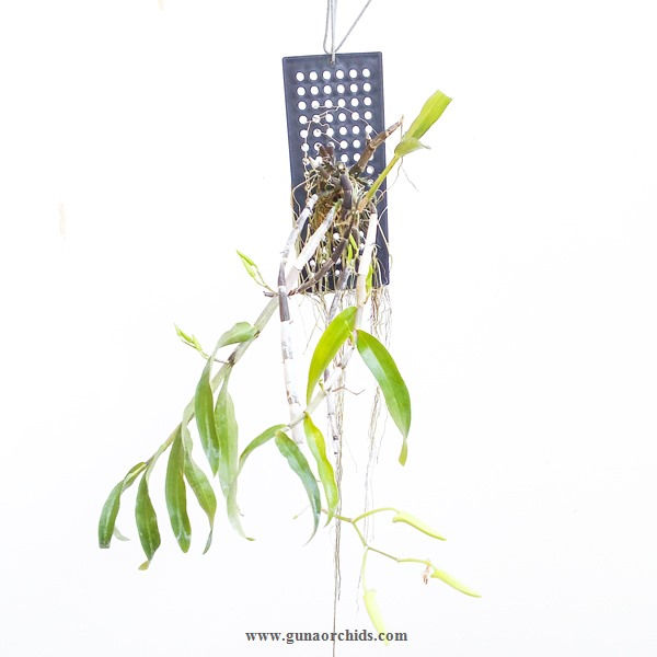 Thumbnail: buy dendrobium jairak chaste orchid plant online