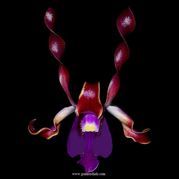 buy dendrobium lasianthera orchid online