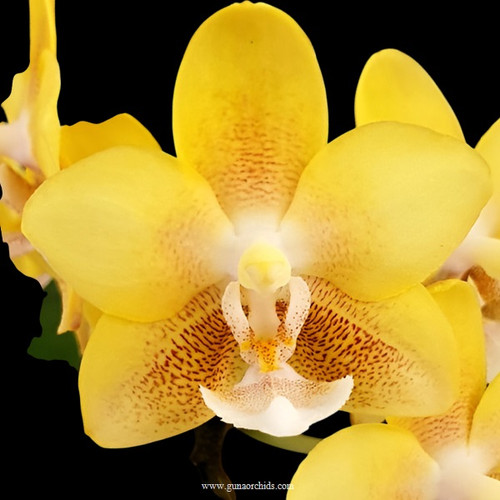 Buy Phalaenopsis KS Balm 'Yellow Chocolate' - FF | BS Orchid