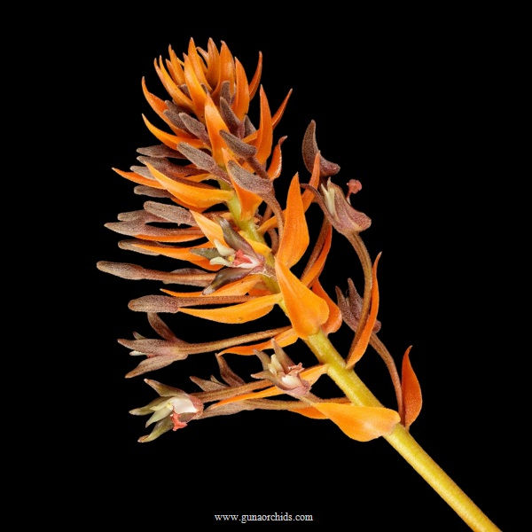 buy eria ornata orchid online