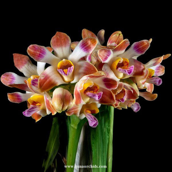 buy chysis limminghei orchid online