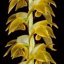 dendrochilum magnum orchid care key