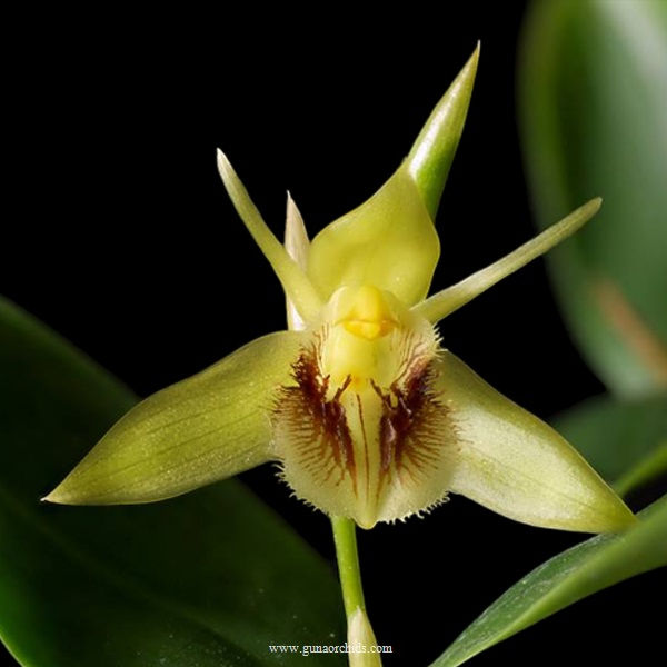 Thumbnail: buy coelogyne fimbriata orchid online
