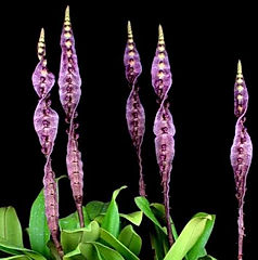 bulbophyllum purpureorhachis orchid care key