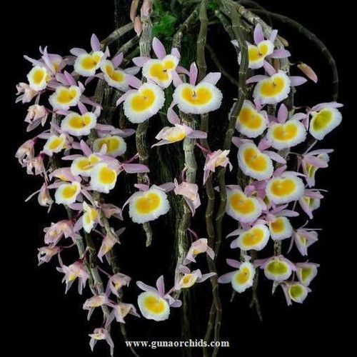 Buy Dendrobium Primulinum Laos Orchid Online | Guna Orchids