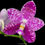 Thumbnail: buy phalaenopsis lyndon mix zebra 'treasure' orchid online