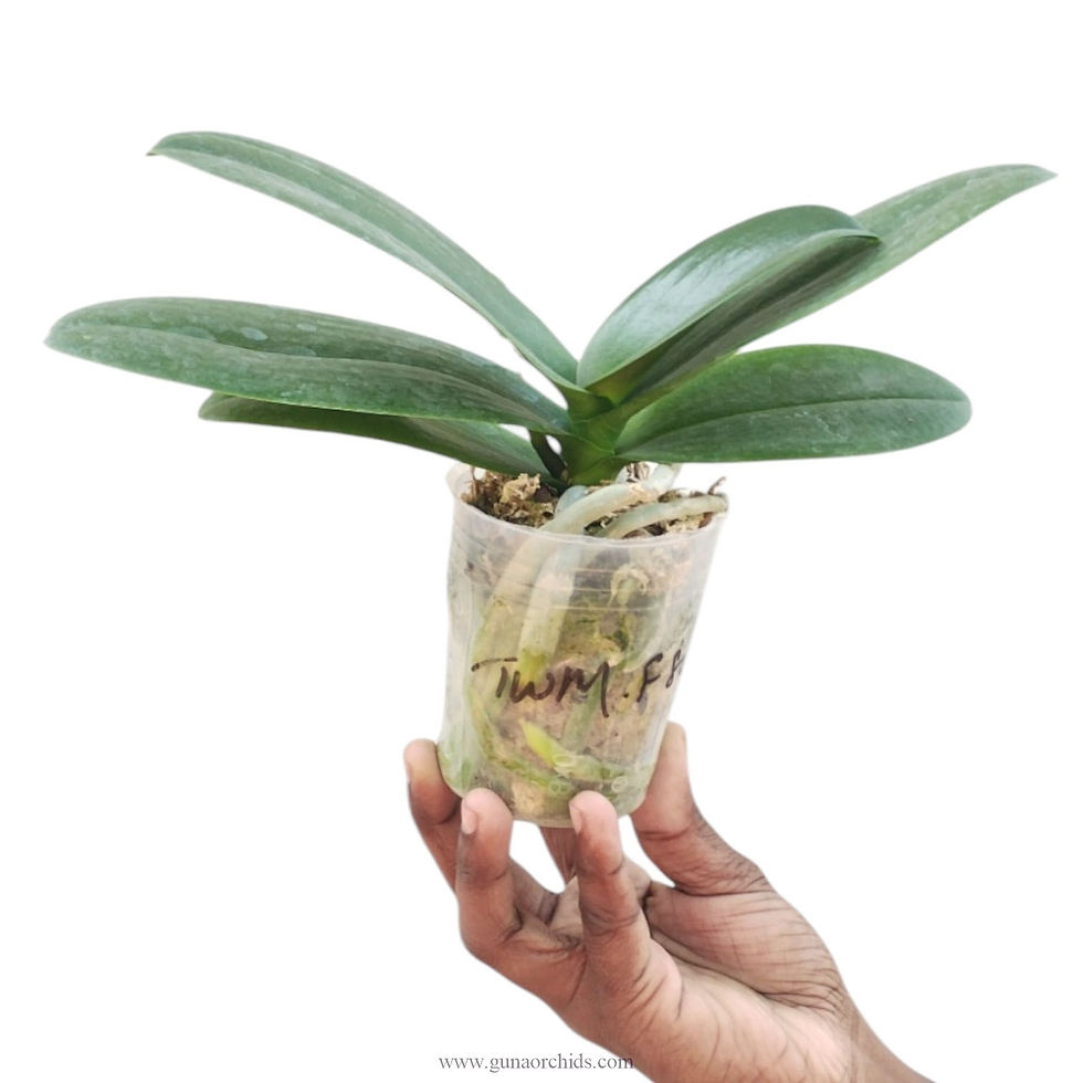 Thumbnail: buy phalaenopsis fuller's magenta splash orchid plant online