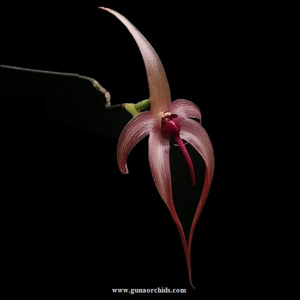 buy bulbophyllum echinolabium orchid online