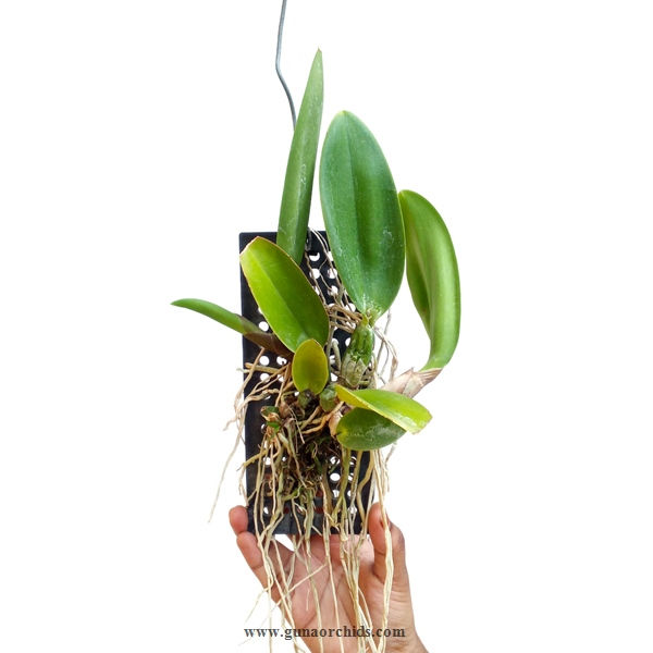 Thumbnail: buy laeliocattleya good days orchid plant online