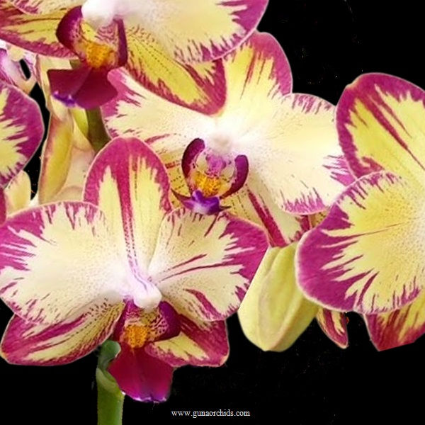 buy phalaenopsis nck mars orchid online