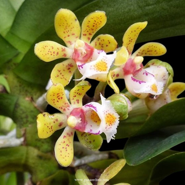 Thumbnail: buy gastrochilus obliquus orchid online