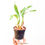 Thumbnail: buy coelogyne swaniana orchid plant online