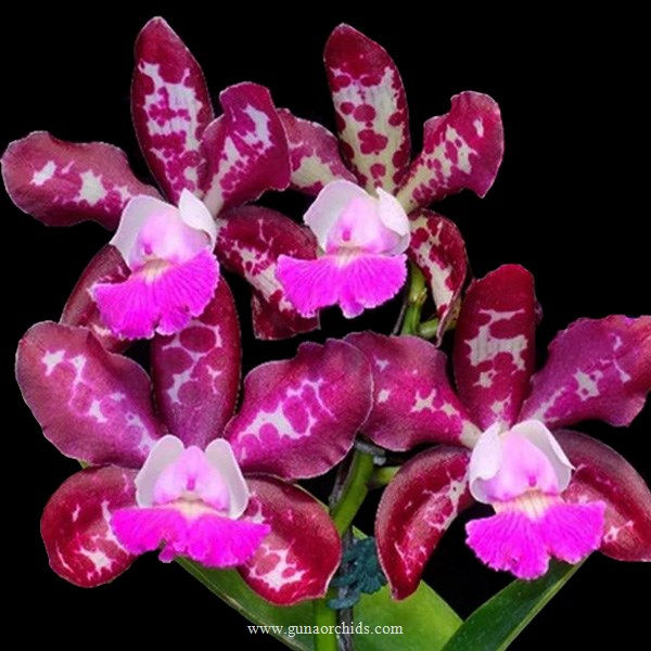buy cattleya royal cognac 'wilson' orchid online