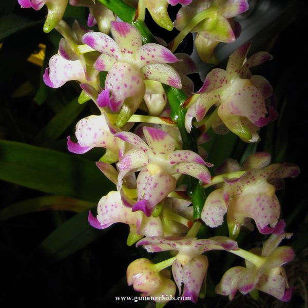 Rare and Exotic Orchids for Sale in India Buy Special Orchids Online